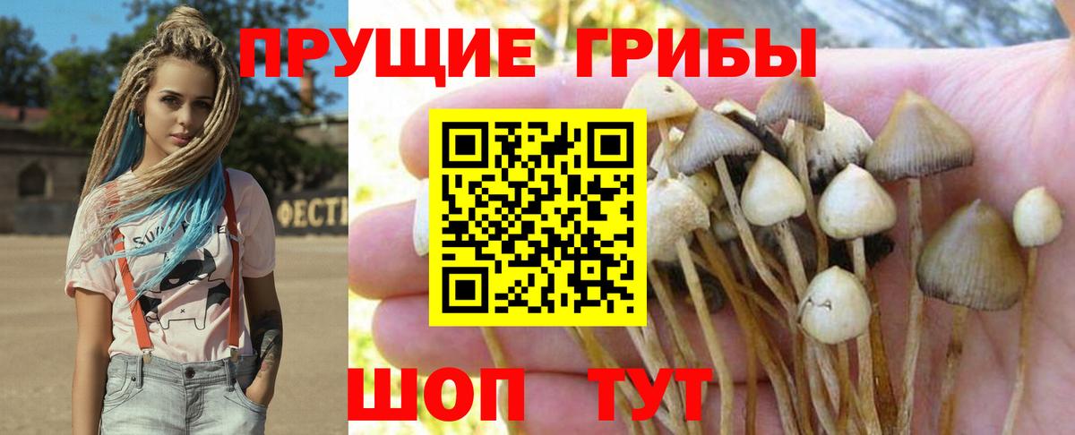 Старая Купавна  Псилоцибиновые грибы MAGIC MUSHROOMS  Вход с VPN 